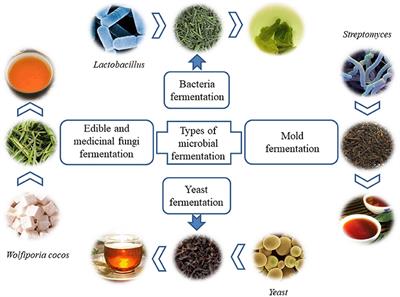 Modulation effects of microorganisms on tea in fermentation